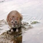 Waspadai Bahaya Leptospirosis Saat Musim Hujan!