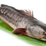 Penting untuk Diketahui! 9 Keuntungan Ikan Gabus dan Tips Mengonsumsinya dengan Baik