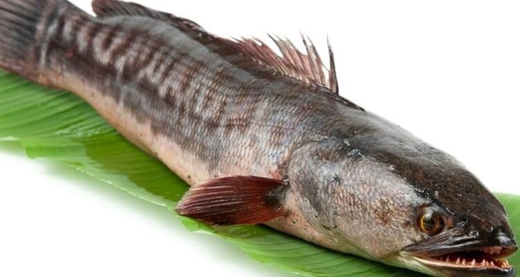 Penting untuk Diketahui! 9 Keuntungan Ikan Gabus dan Tips Mengonsumsinya dengan Baik