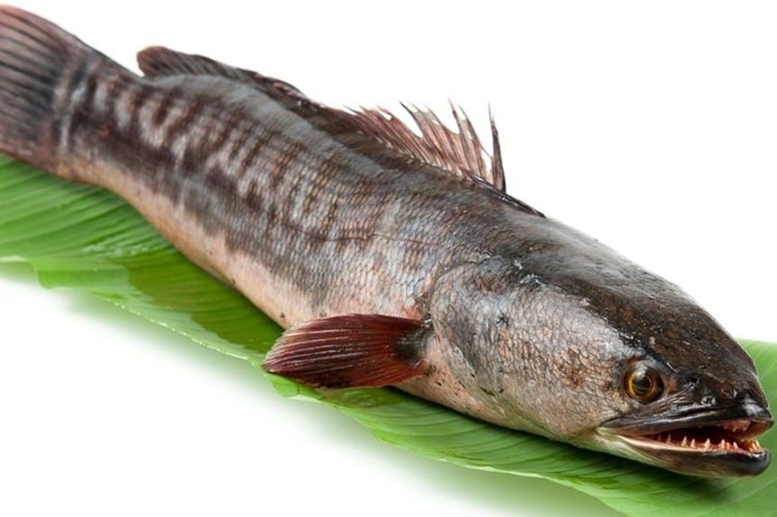 Penting untuk Diketahui! 9 Keuntungan Ikan Gabus dan Tips Mengonsumsinya dengan Baik